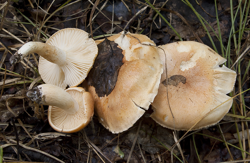 Hygrophorus nemoreus